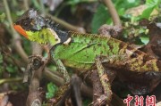 海门云南南滚河保护区首次发现红唇棘蜥