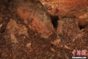 海门江西发现蜘蛛新物种 为研究呵叻蛛属适应区域提供依据
