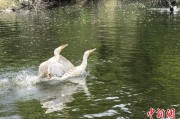 海门吉林：罕见白鸬鹚连续两年“故地重游”