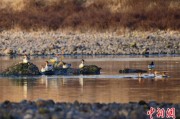 海门歙县完成安徽首个县域生物多样性调查 共记录物种近4千种